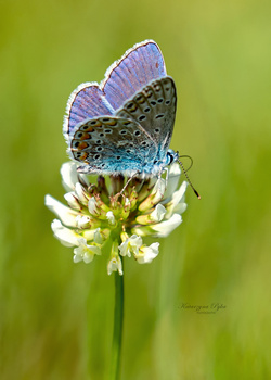 Bransoletka sznurkowa MOTYL - SREBRO p 925