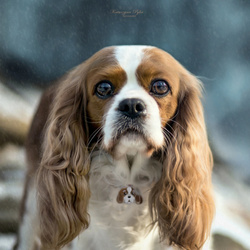 Adresówka - zawieszka Cavalier King Charles Spaniel - GRAWER